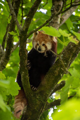 Cute Red Panda climbing tin the branches of a sycamore tree, UK