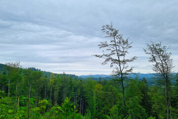 Tranquil Forest Landscape with Distant Mountains Under Overcast Sky
