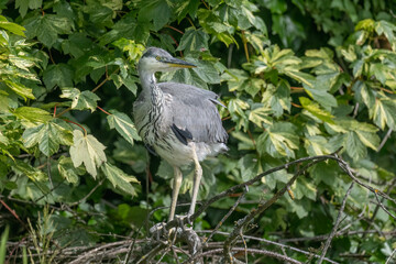 grey heron chick exploring around its nest
