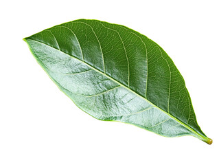 a close up of a leaf