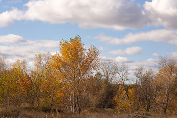 autumn in the forest