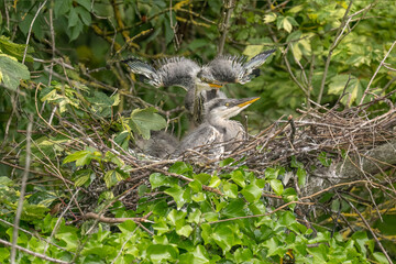 grey heron babies in the nest