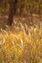Fototapeta premium golden wheat field