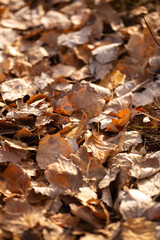 autumn leaves on the ground