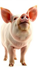 A pink pig stands on a white background and looks up with a smile