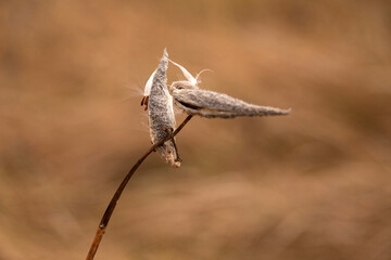 a selective focus shot of a feather on the dry dry plant in a field