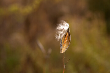 a selective focus shot of a feather on the dry dry plant in a field