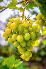 Bunch of ripe sweet white grape