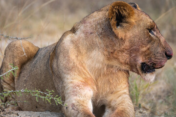 Closeup view of a lion with its mouth wide open, Akagera National Park Rwanda