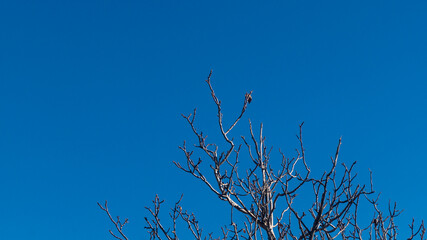 Walnut branches without leaves on the background of a blue cloudless sky