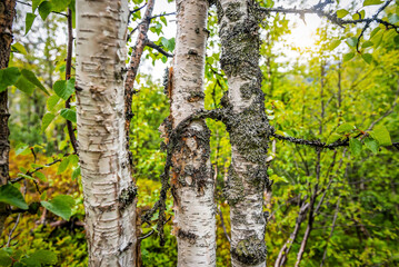 Moss on the three birch stem in sunny day
