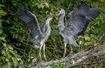 grey heron babies fighting and playing in their nest, close up