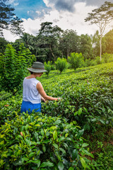 Woman in a knitted hat harvests organic green tea leaves on Sri Lanka.