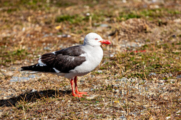 A Blood Billed Gull from Argentina 