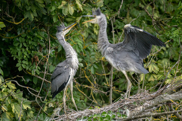 grey heron babies fighting and playing in their nest, close up