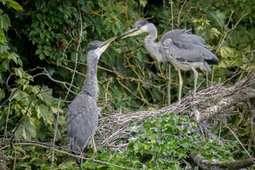 grey heron babies fighting and playing in their nest, close up