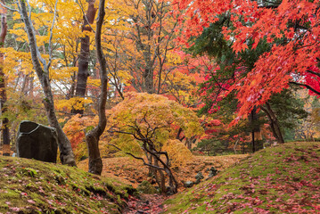 紅葉のある風景