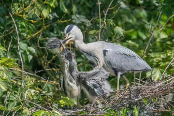 grey heron feeding its babies in the nest