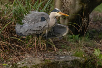 grey heron standing on a rock beside a pond, cleaning itself