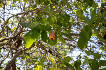 cashew fruit typical of northern Brazil Maranhão