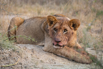 Closeup view of a lion with its mouth wide open, Akagera National Park Rwanda