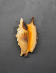 Stromboid shell, Strombus bulla, Sulawesi Indonesia. Listers Conch Seashell Strombus 