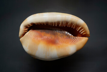 Cypraecassis Rufa. Helmet Shell on black background. Cypraecassis rufa Linnaeus.