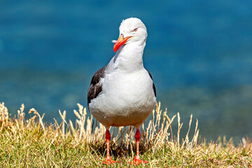 A Blood Billed Gull from Argentina 