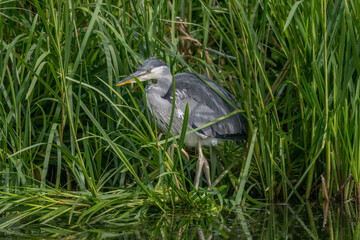 grey heron chick standing in reeds at the edge of a lake fishing for the first time