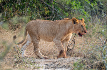 A lion cub is slowly walking through a vast field, Akagera National Park Rwanda