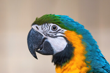 colorful ara macaw portrait