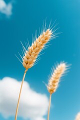 Golden wheat ears against a vibrant blue sky capture the essence of a sunny summer day.