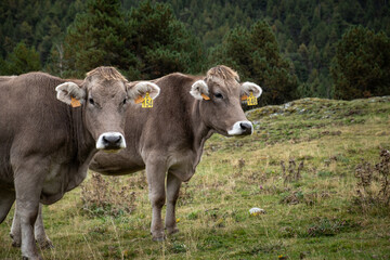 Close up of two brown beef cows looking at camera calmly. They are in a natural environment appropriate for the organic milk, meat and beef industry.