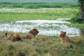 Pride of lions resting in tall grass by a tranquil water, Akagera National Park