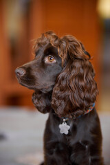 Young dark brown English Cocker Spaniel, close-up portrait. Young dark brown English Cocker Spaniel on the bed. A playful English Cocker Spaniel puppy looks at the camera. Happy puppy
