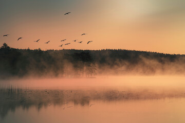 Sunrise with mist on a lake. Cranes fly over trees. Romantic silence, in Sweden