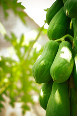 Papaya Tree: Tropical Treasures in Bloom