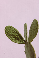 Cactus Against a Plain White Wall