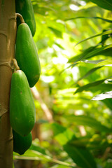Papaya Tree: Tropical Treasures in Bloom