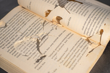 damaged books by termites