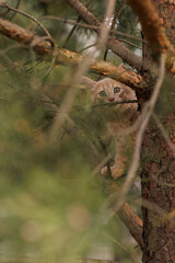 A curious and fluffy ginger kitten exploring outdoors climbing the pine tree
