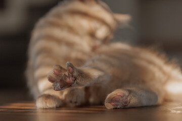 grooming 4 months old charming and charismatic ginger kitten