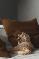 4 months old charming and charismatic ginger kitten grooming on the sofa. Domestic animal concept.