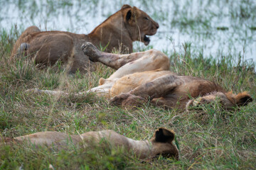 Naklejka premium Pride of lions resting in tall grass by a tranquil water, Akagera National Park