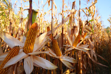 Corn field at farm. Agricultural corn field in harvest. Corn markets react in crisis world’s breadbasket. Harvesting season in Grain deal. Ripe corn ready for harvesting