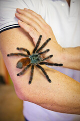 Grosse araignée mygale