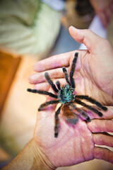 Araignée tarentule mygale sur un bras