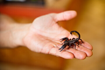 Scorpion dans une main en présentation
