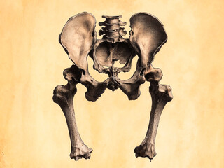 Realistic illustration of human pelvis and hip bones on vintage textured background.