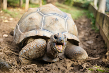 Tortue géante d'aldabra des seychelles